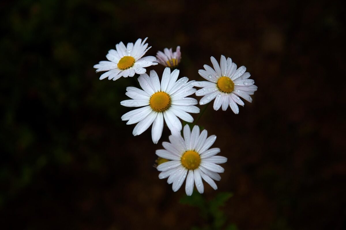 domestika their learning 2