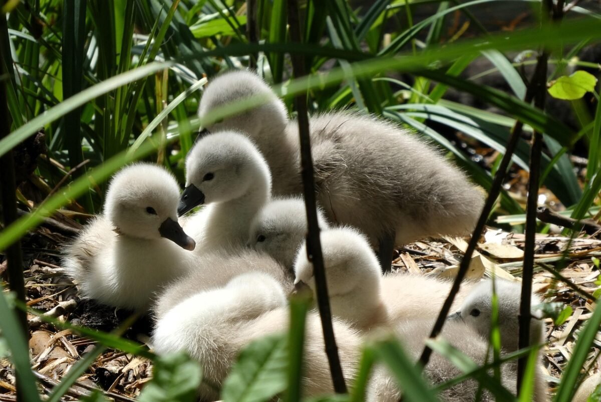 Born to Sell: The Art of Mastering Salesmanship