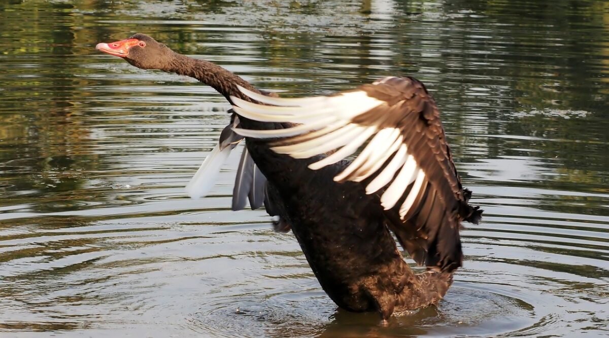 introducing adsempire 1