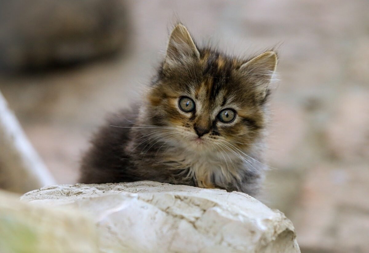 happy head nurturing 1