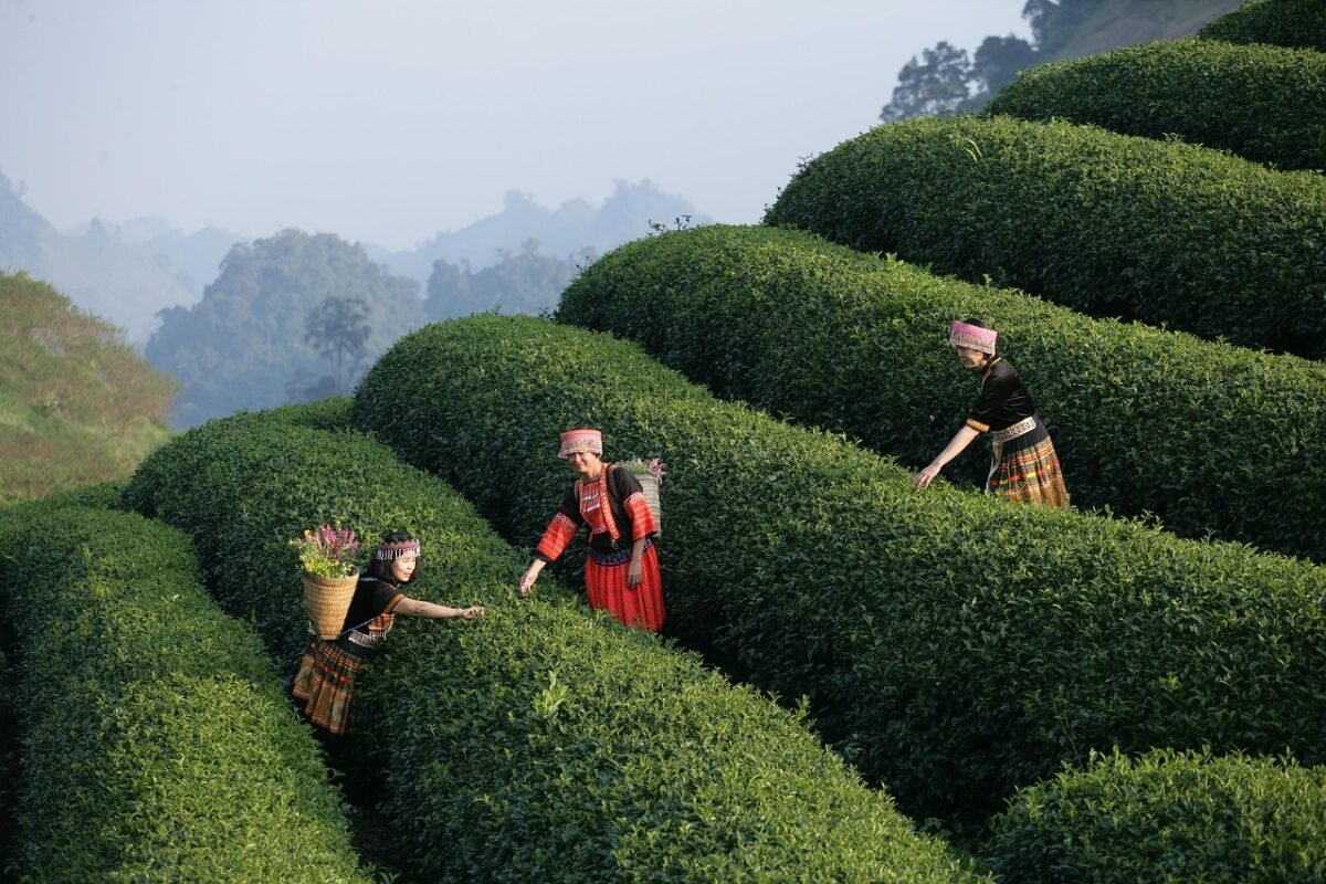 Unleashing the Power of BigCommerce: Transforming E-commerce Experiences