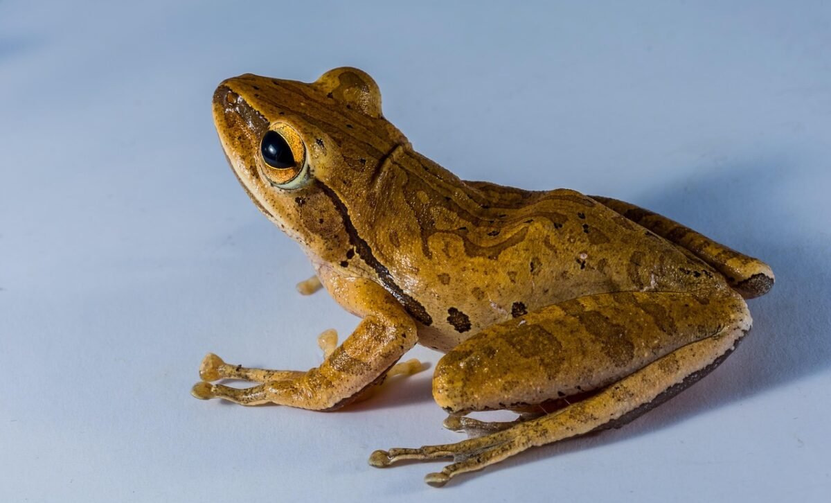 darkorbit journey through 1