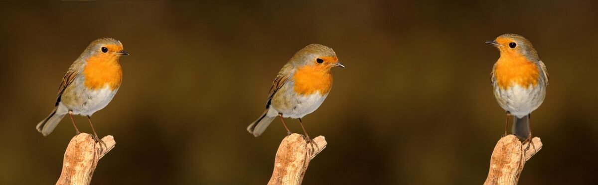 unlocking world online 1