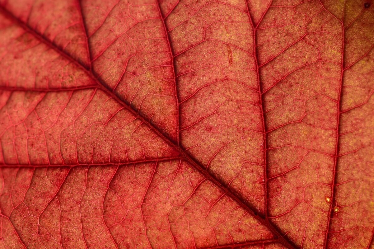 vialet redefining banking 4