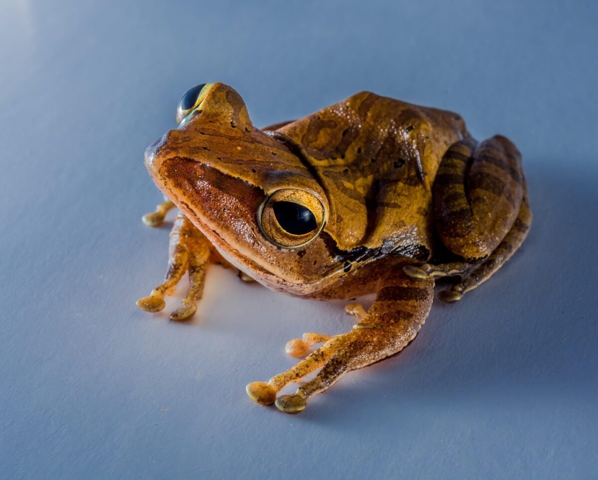 darkorbit journey through 2